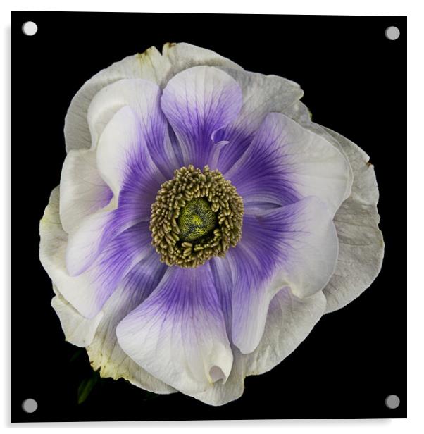 Anenome flower on black background Acrylic by Martin Williams