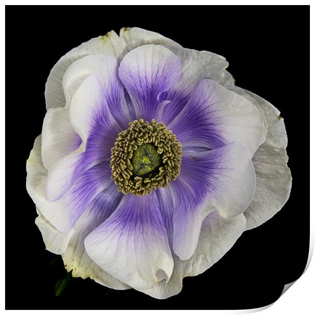 Anenome flower on black background Print by Martin Williams