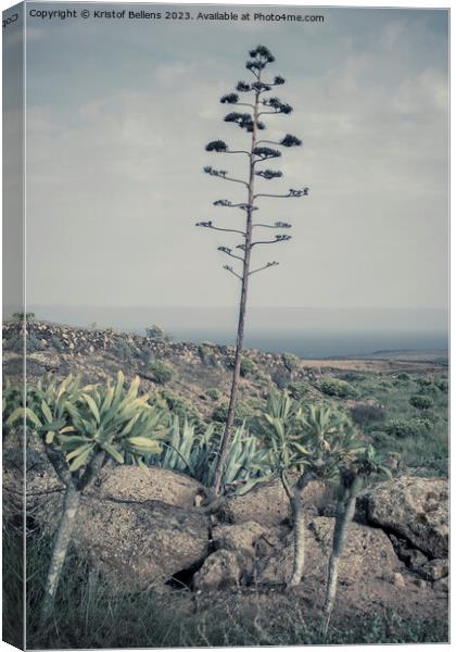Vertical and cinematic view on Lanzarote natural landscape with Agave stem Canvas Print by Kristof Bellens