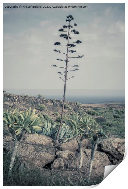 Vertical and cinematic view on Lanzarote natural landscape with Agave stem Print by Kristof Bellens