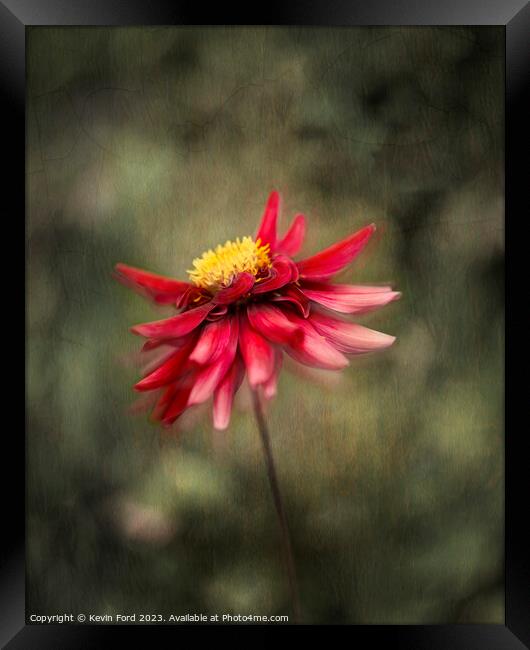 Red Dahlia Framed Print by Kevin Ford