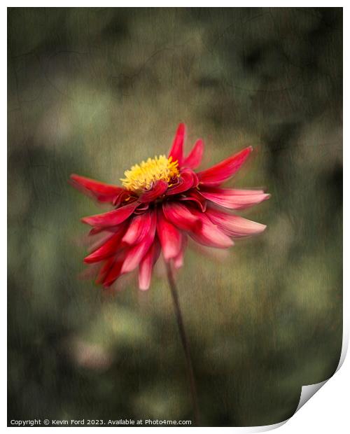 Red Dahlia Print by Kevin Ford