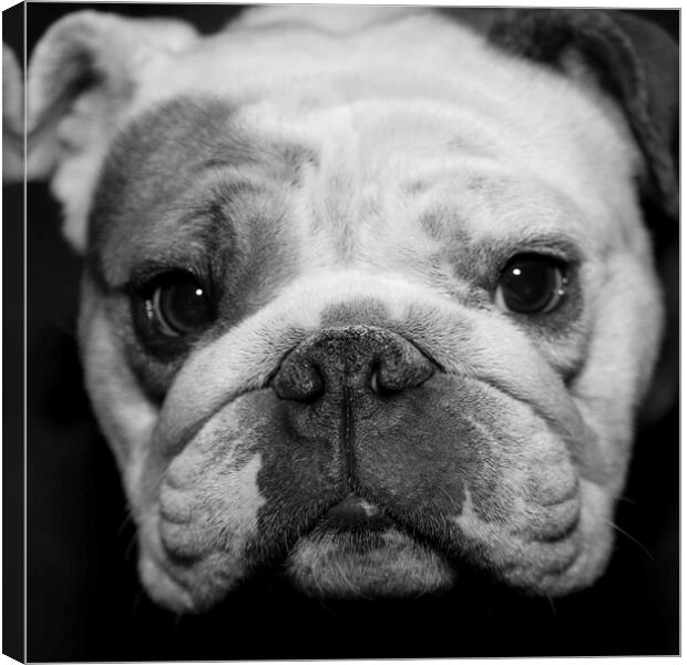 Betsy the Bulldog 2023 Mono Canvas Print by Glen Allen