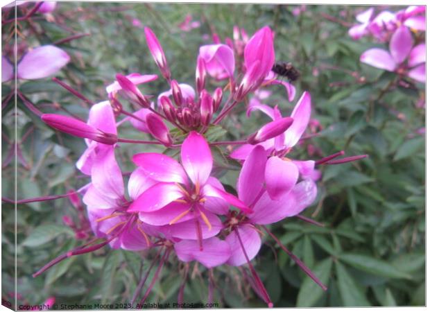 Pink flowers Canvas Print by Stephanie Moore