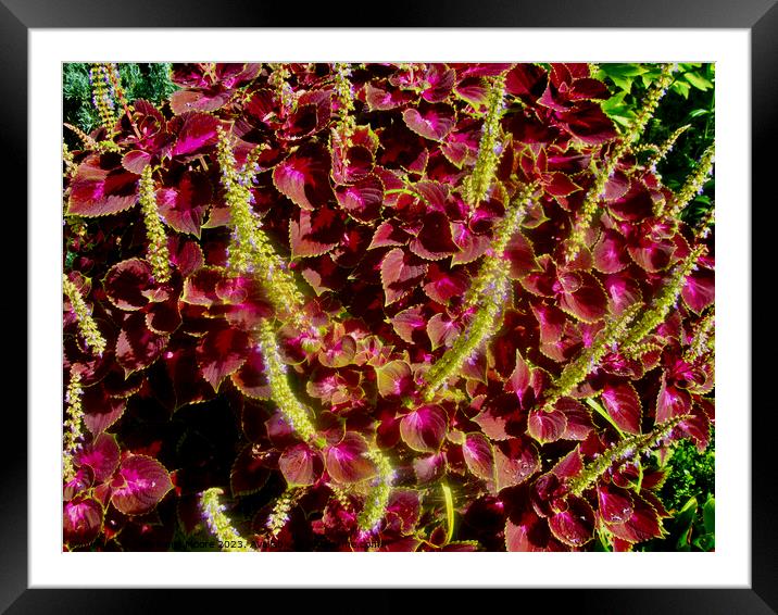 Coleus Framed Mounted Print by Stephanie Moore