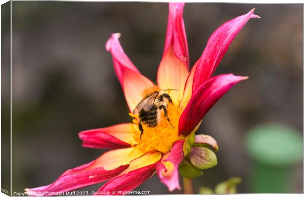 Busy Bee Canvas Print by Thomson Duff