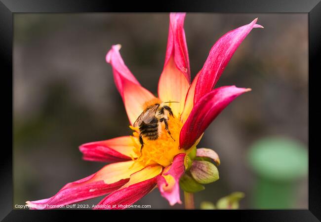 Busy Bee Framed Print by Thomson Duff