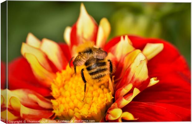 Bee Happy Canvas Print by Thomson Duff