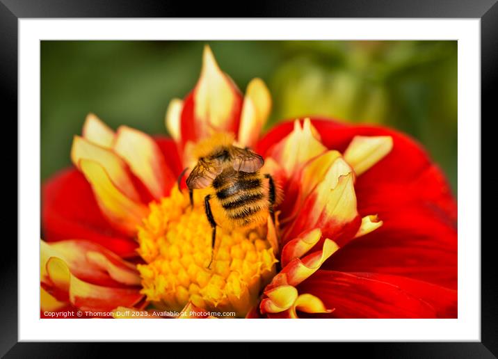 Bee Happy Framed Mounted Print by Thomson Duff