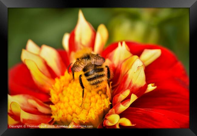 Bee Happy Framed Print by Thomson Duff