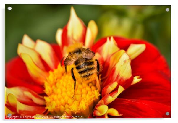 Bee Happy Acrylic by Thomson Duff