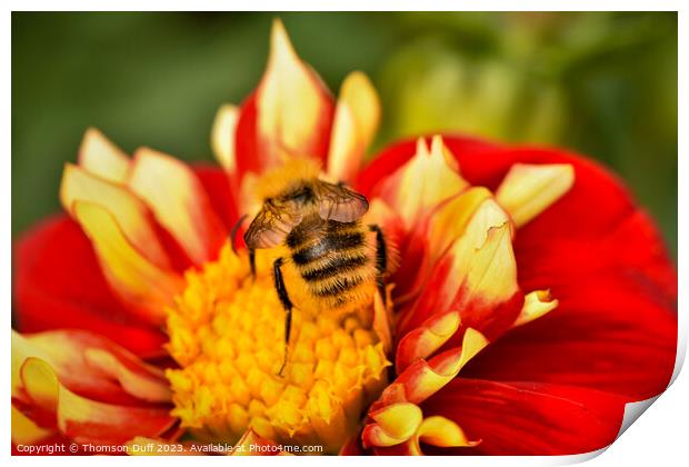 Bee Happy Print by Thomson Duff