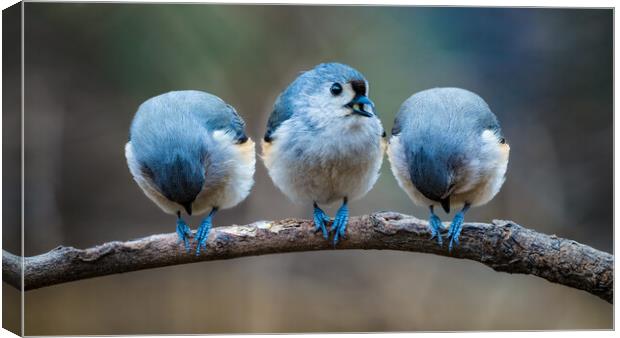 The Tufty Trio Canvas Print by Chris Lord