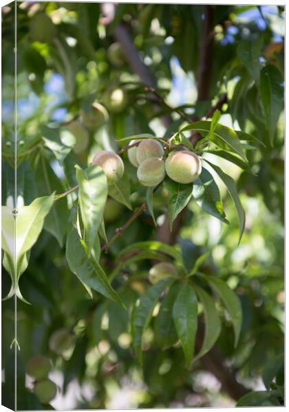 Small unripe green peach on the tree in an orchard Canvas Print by Irena Chlubna