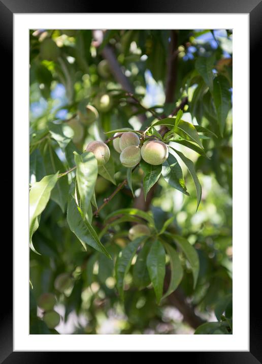 Small unripe green peach on the tree in an orchard Framed Mounted Print by Irena Chlubna