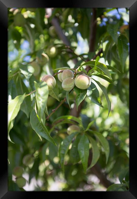 Small unripe green peach on the tree in an orchard Framed Print by Irena Chlubna