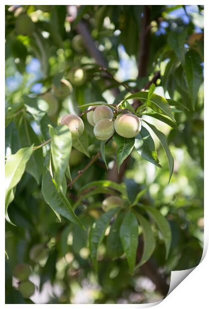 Small unripe green peach on the tree in an orchard Print by Irena Chlubna