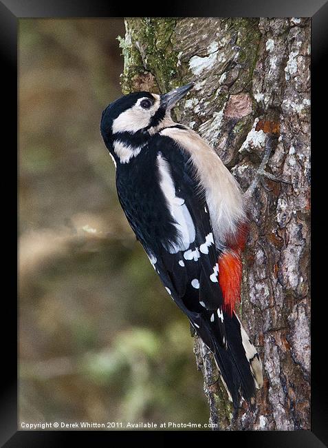 Great Spotted Woodpecker Framed Print by Derek Whitton
