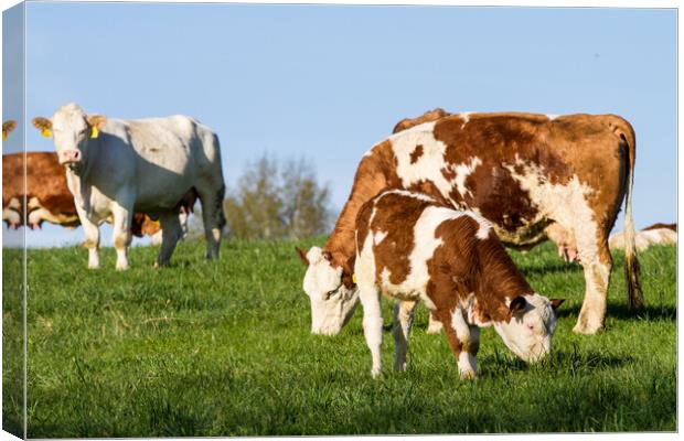 Brown and white dairy cows, calwes and bulls in pasture Canvas Print by Irena Chlubna