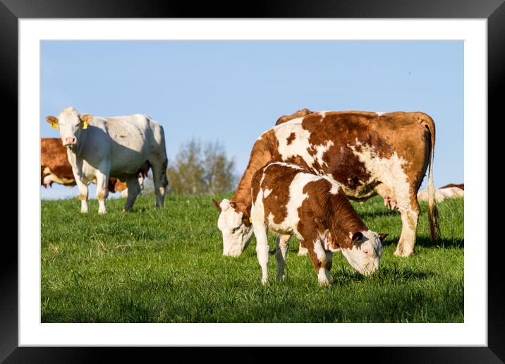 Brown and white dairy cows, calwes and bulls in pasture Framed Mounted Print by Irena Chlubna