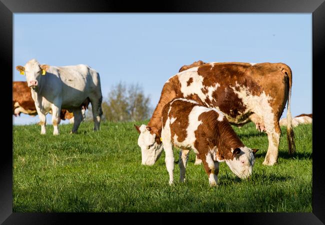 Brown and white dairy cows, calwes and bulls in pasture Framed Print by Irena Chlubna