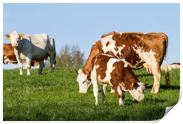 Brown and white dairy cows, calwes and bulls in pasture Print by Irena Chlubna