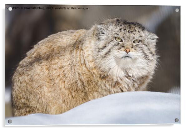 Pallas Cat in Winter Wonderland Acrylic by rawshutterbug 
