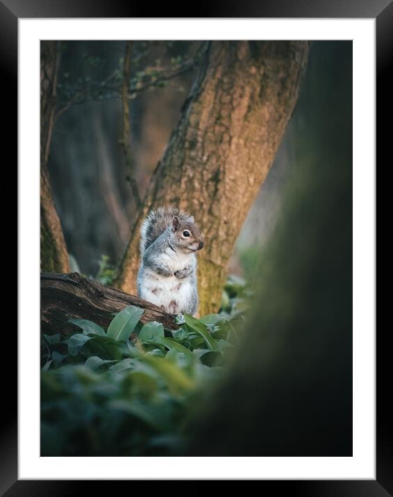 Squirrel looking for food  Framed Mounted Print by Martyn Large