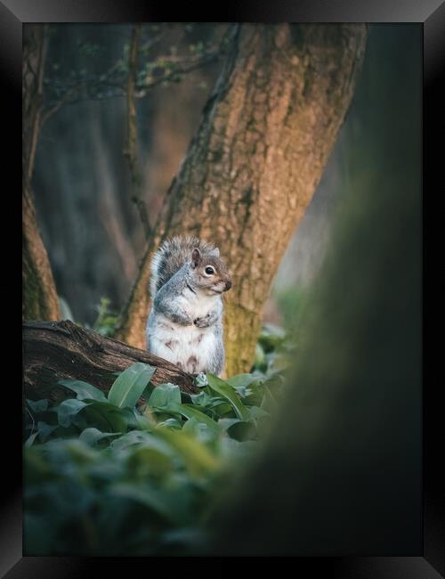 Squirrel looking for food  Framed Print by Martyn Large