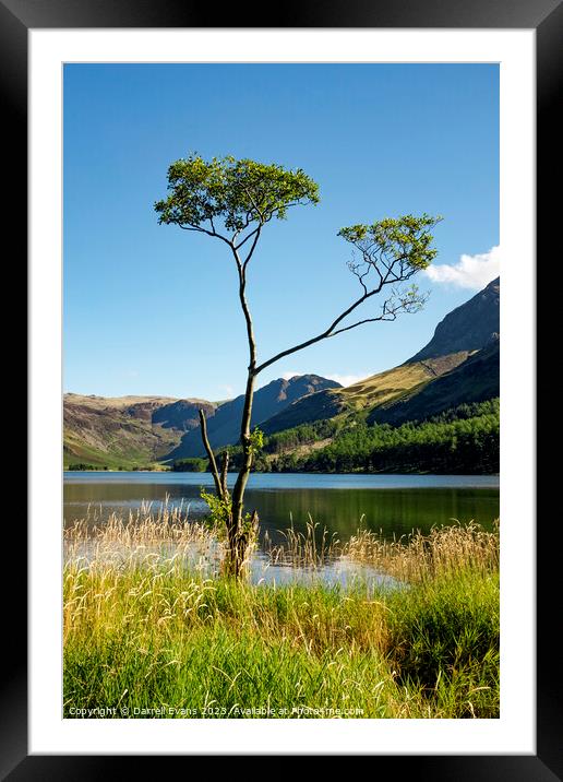 Tree at lakes edge Framed Mounted Print by Darrell Evans