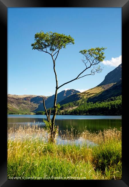 Tree at lakes edge Framed Print by Darrell Evans