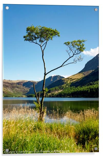 Tree at lakes edge Acrylic by Darrell Evans