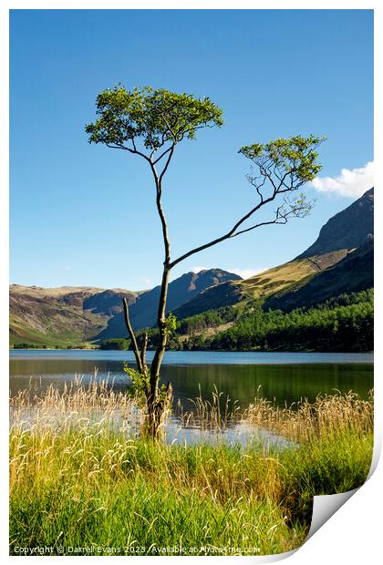 Tree at lakes edge Print by Darrell Evans