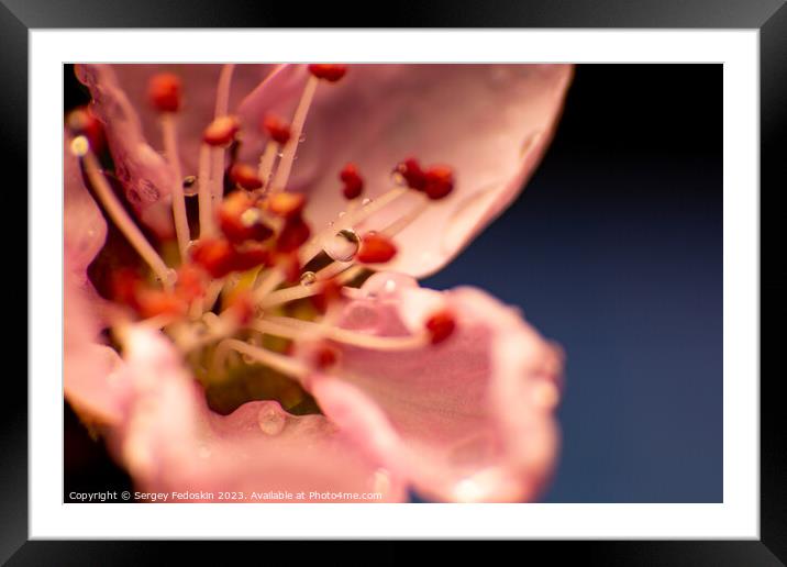 Bright flower of peach. Framed Mounted Print by Sergey Fedoskin