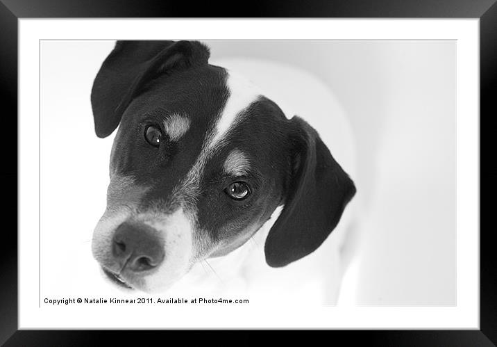 Quizzical Jack Russell Terrier Framed Mounted Print by Natalie Kinnear