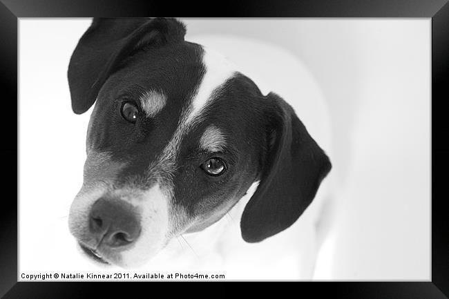 Quizzical Jack Russell Terrier Framed Print by Natalie Kinnear