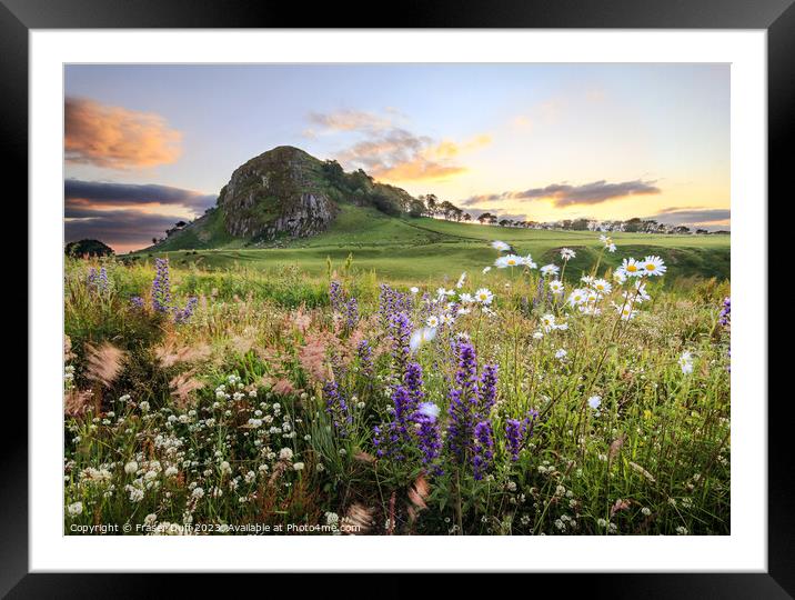 Wildflowers beneath Loudoun Hill, Ayrshire, Scotla Framed Mounted Print by Fraser Duff