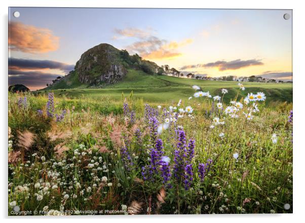 Wildflowers beneath Loudoun Hill, Ayrshire, Scotla Acrylic by Fraser Duff