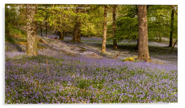 Enchanting Bluebell Woodland Acrylic by MICHAEL YATES