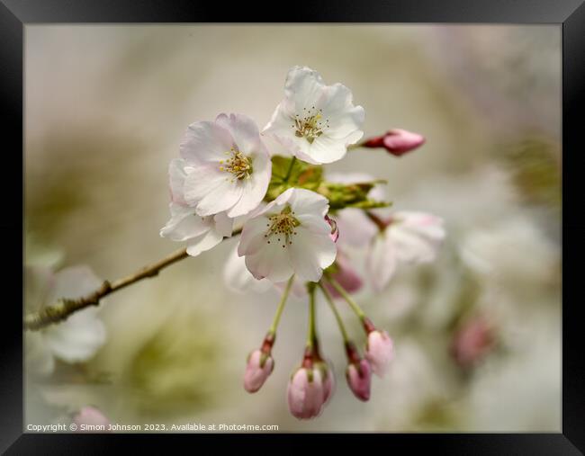 Plant flower Framed Print by Simon Johnson