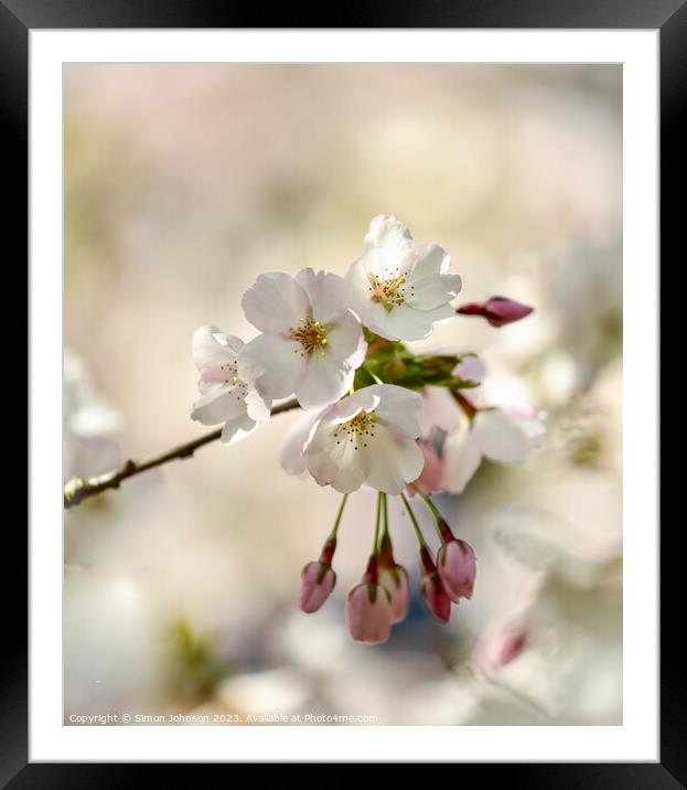 Plant flower Framed Mounted Print by Simon Johnson