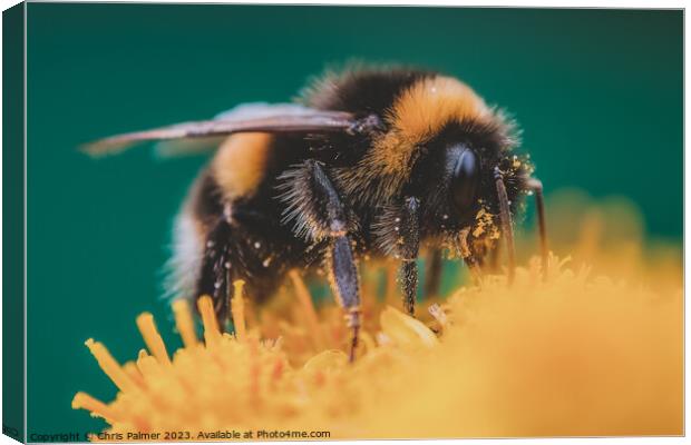 Pollenation Canvas Print by Chris Palmer