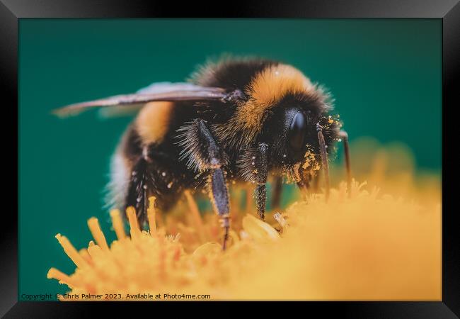 Pollenation Framed Print by Chris Palmer
