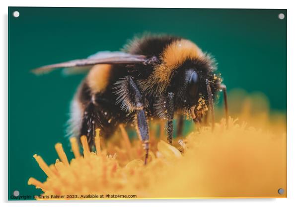 Pollenation Acrylic by Chris Palmer