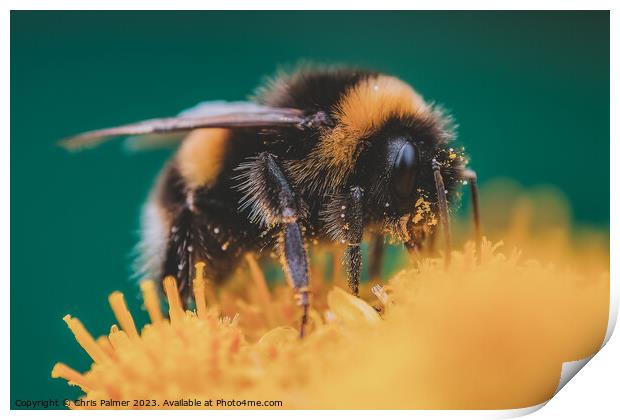 Pollenation Print by Chris Palmer