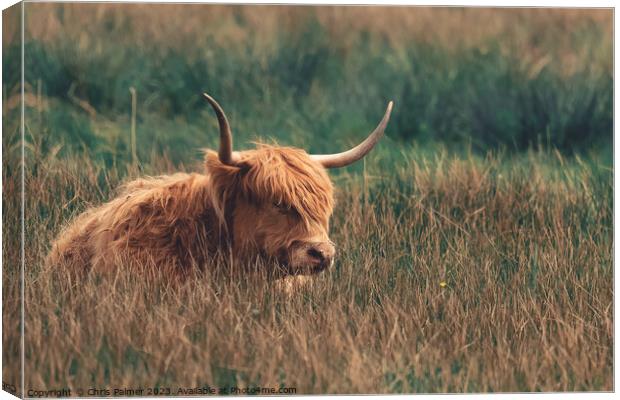 Highland Cattle in a meadow Canvas Print by Chris Palmer