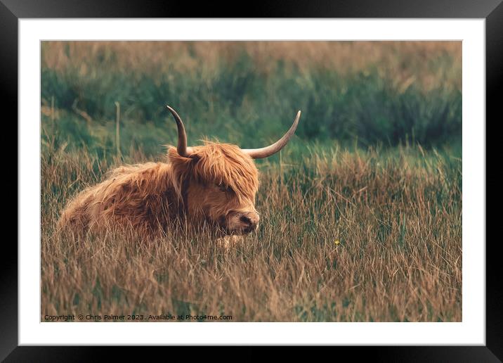Highland Cattle in a meadow Framed Mounted Print by Chris Palmer