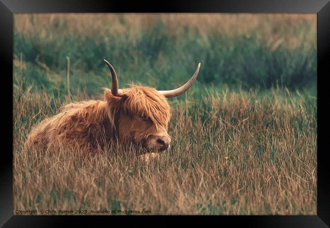 Highland Cattle in a meadow Framed Print by Chris Palmer