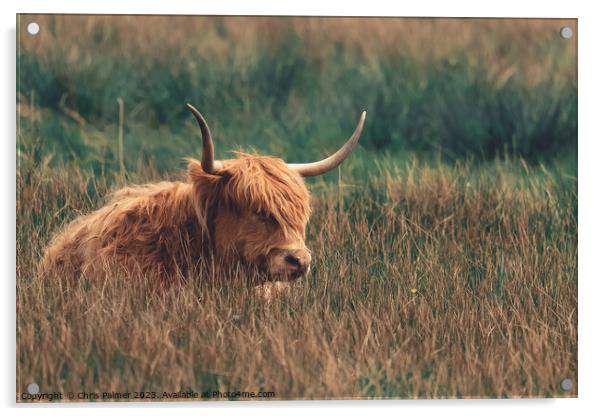 Highland Cattle in a meadow Acrylic by Chris Palmer