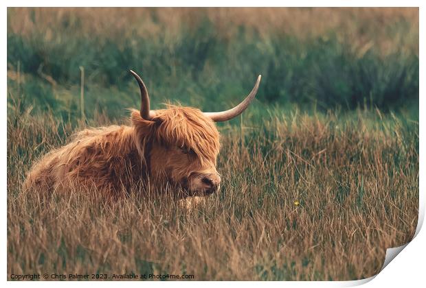Highland Cattle in a meadow Print by Chris Palmer